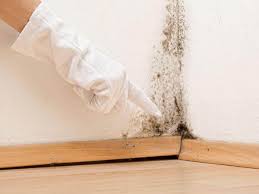 Environmental Consulting for Mold Prevention in Mammoth Lakes, CA